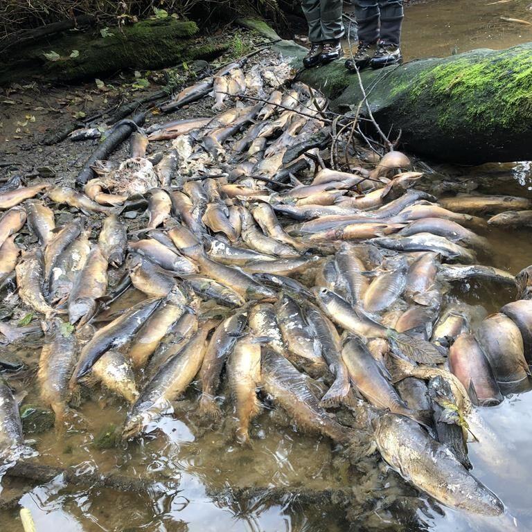 Historic drought behind B.C. wildfires, salmon die-off could continue, experts say